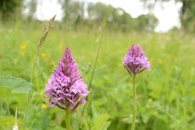Orchis pyramidal