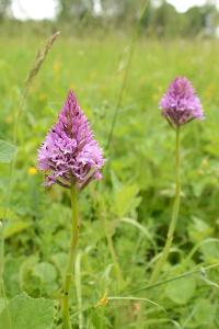 Orchis pyramidal