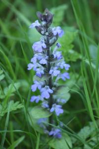 Bugle rampante