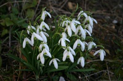 Perce-neige