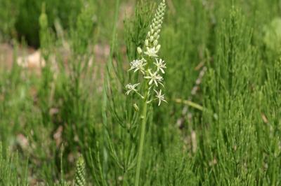 Ornithogale des Pyrénées