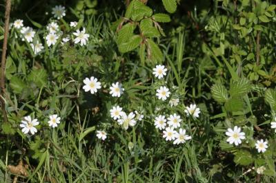 Stellaire holostée