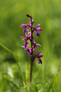 Orchis mâle