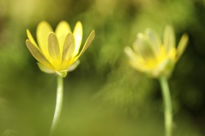 Ficaire à bulbilles