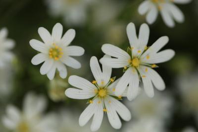 Stellaire holostée