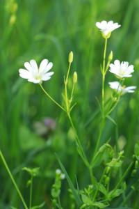Stellaire holostée