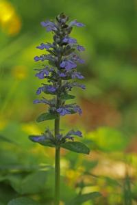 Bugle rampante