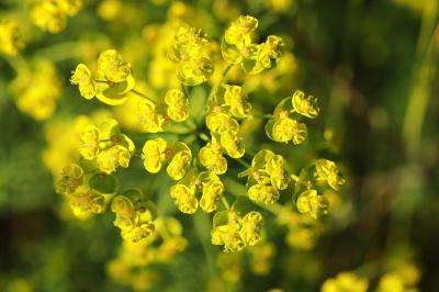Euphorbia cyparissias