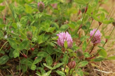 Trifolium pratense