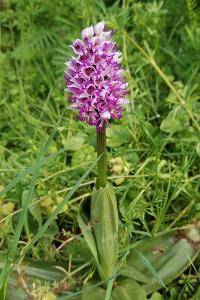 Orchis singe