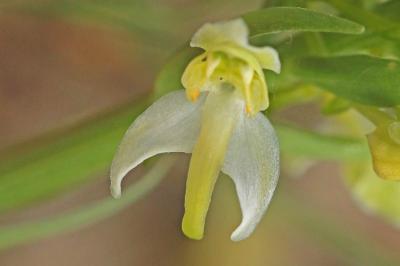 Orchis verdâtre