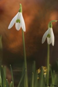 Perce-neige