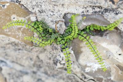 Capillaire des murailles