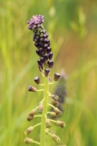 Muscari à toupet