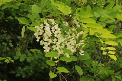 Robinier faux-acacia