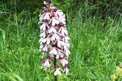 Orchis pourpre