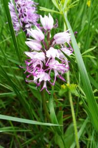Orchis singe