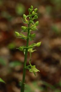 Orchis verdâtre