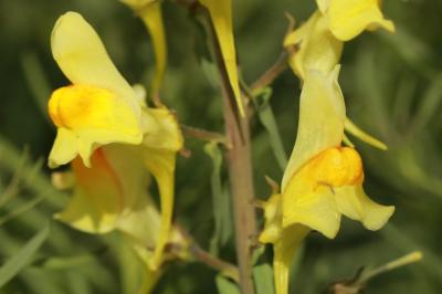 Linaria vulgaris