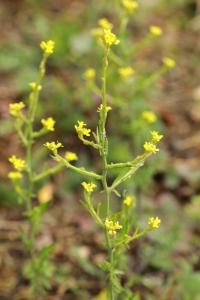 Herbe aux chantres