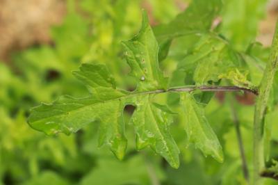 Herbe aux chantres