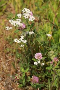 Achillée millefeuille