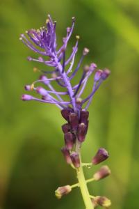 Muscari à toupet