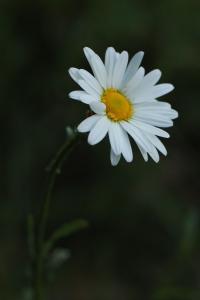 Marguerite commune