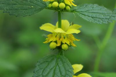 Lamier jaune