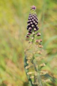 Muscari à toupet