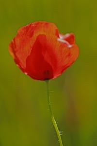 Coquelicot