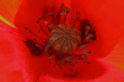 Coquelicot