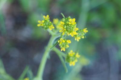 Herbe aux chantres