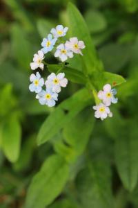 Myosotis des champs