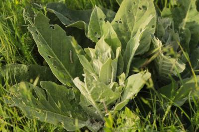 Molène bouillon-blanc
