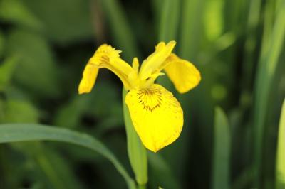 Iris faux acore
