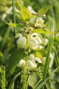 Lamier blanc