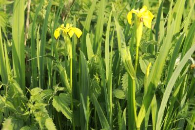 Iris faux acore