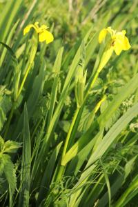Iris faux acore