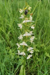Orchis verdâtre