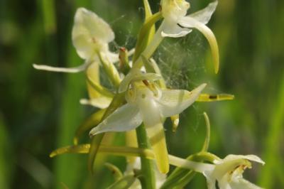 Orchis verdâtre
