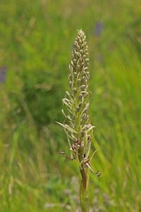 Orchis bouc