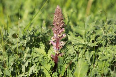 Orobanche violette