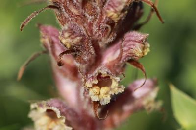Orobanche violette