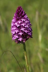 Orchis pyramidal