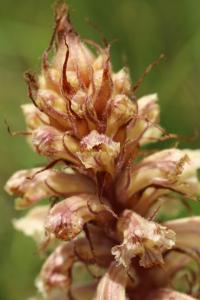 Orobanche violette