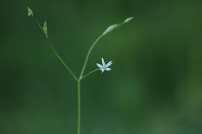 Stellaire graminée