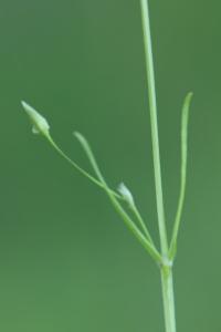 Stellaire graminée