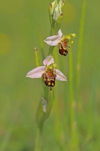 Ophrys abeille