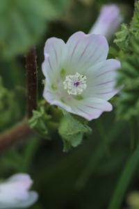 Petite mauve